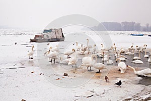 Swans family Winter Season