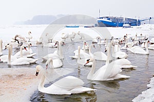 Swans family Winter Season