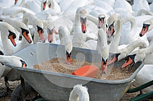 Swans feeding