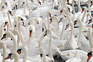 Swans feeding at Abbotsbury Swannery