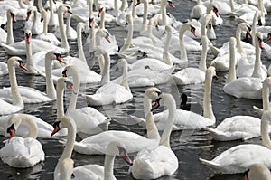 Swans feeding at Abbotsbury Swannery