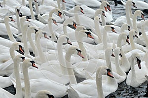 Swans feeding at Abbotsbury Swannery