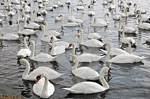 Swans feeding at Abbotsbury Swannery