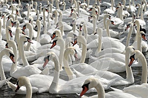Swans feeding at Abbotsbury Swannery