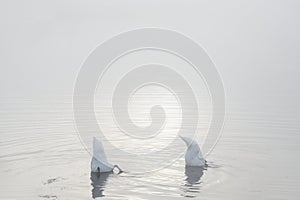 Swans feeding in lake and early morning mist