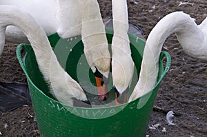 Swans feeding