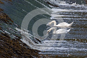 Swans feeding in the River Coquet