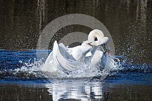 Swans fighting and disturbing the water