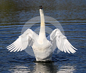 Swans flapping its wings