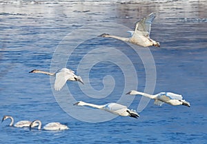 Swans in Flight