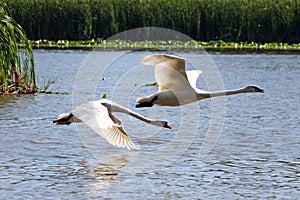 Swans in Flight