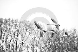 Swans in flight