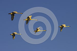 Swans in Flight in Washington State