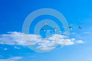 Swans flying in a blue sky with clouds