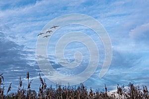 swans flying in formation in the blue afternoon sky