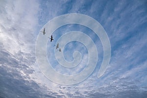 swans flying in formation in the blue afternoon sky