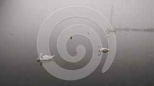 Swans in a fog