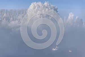 Swans fog lake frost winter trees