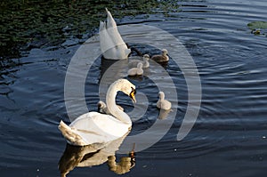 Swans forage underwater for food and father swan keeps watch