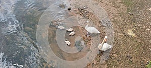 Swans on the  Frogmore Creek Devon