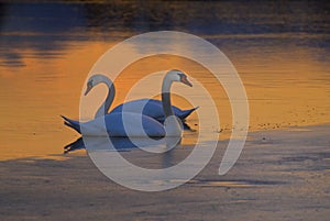 Swans on frozen lake photo