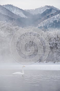 Swans on a frozen winter lake and trees in a foggy forest. Lake Kussharo in Hokkaido.