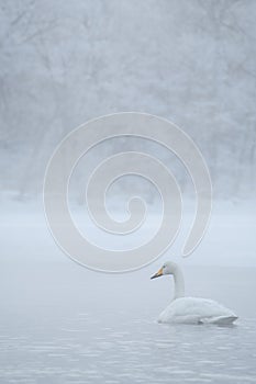 Swans on a frozen winter lake and trees in a foggy forest. Lake Kussharo in Hokkaido.