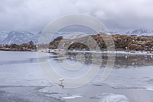 Swans in frozen winter landscape in Lofoten, Norway