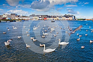 Swans in Galway Bay, Ireland.