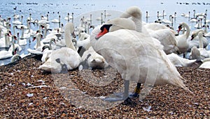 Swans gathering at a swannery