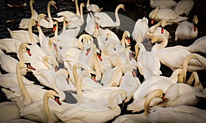 Swans are gattering in the middle of the flock