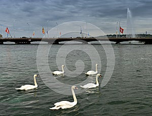 Swans on Geneva Lake and fountain Jet d`Eau at the background,