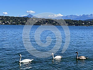 swans in Geneva lake with view on Mont Blanc