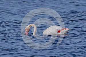 Swans gracefully glide on the ocean's surface, as one lovingly feeds its partner