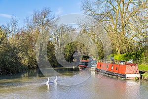 Swans on the Grand Union canal approaching Debdale Wharf, UK