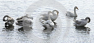 Swans