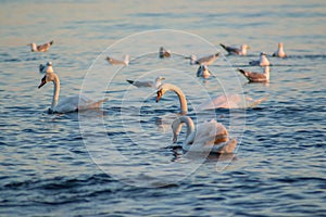 Swans and group of seagulls in the water, sunset time, colorful waters, aquatic fauna, swan with head in the water