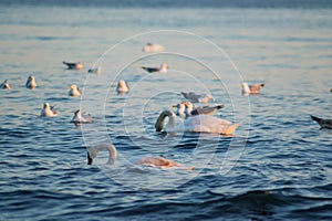 Swans and group of seagulls in the water, sunset time, colorful waters, aquatic fauna, swan with head in the water