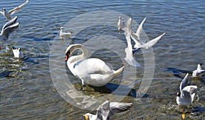 Swans and gulfs in lake of Ohrid