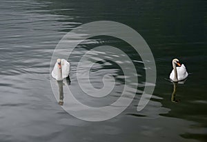 Swans at hallstaettersee lake. Hallstatt