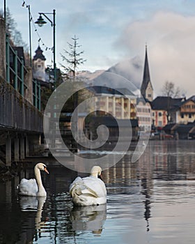 Swans in Hallstatt Lake in Austria