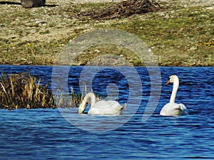 Swans having fun in the lake