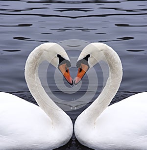 Cisnes corazón 