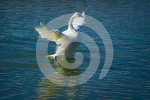 Swans at Heber Springs