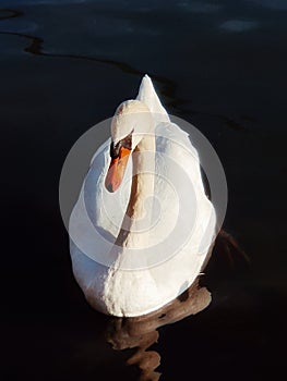 The swans and his lake, a white swan on the clear water, Paris, France