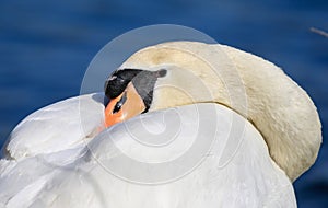 Swans with its head tucked under its wing