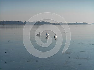 Swans on the lake