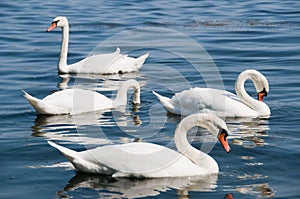 Swans on lake