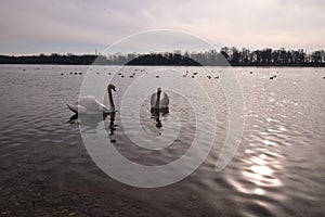 Swans on the lake