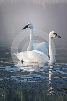 Swans on a lake